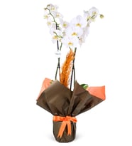 BUKET KAGIDINDA ORKİDE TASARIM