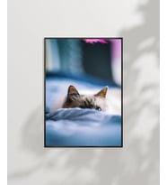 Battaniye Altındaki Kedi Poster (Çok Renkli)
