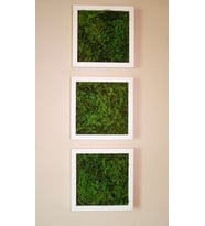 Archimoss Design 3'lü Mumyalanmış Kara Yosunu