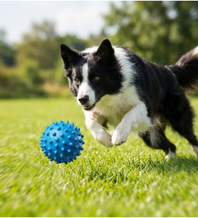 Runaway Dikenli Köpek Oyun Topu ve Diş Eti Masaj Aleti
