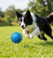 Runaway Dikenli Köpek Oyun Topu ve Diş Eti Masaj Aleti