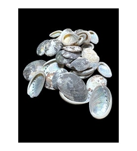 Deniz Kabukları 100 Gr NO-20-HALIOTİSPULCHERİMA