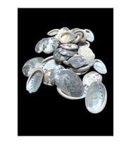 Deniz Kabukları 100 Gr NO-20-HALIOTİSPULCHERİMA