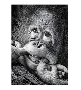 Gülümseyen Orangutan Model Ahşap Tablo