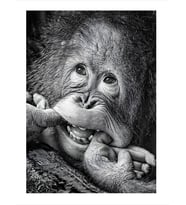 Gülümseyen Orangutan Model Ahşap Tablo