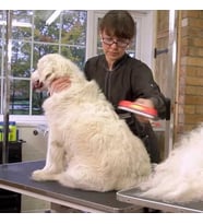 Mcg® 23 KG Üzeri Uzun Tüylü Köpekler İçin Tüy Toplayıcı Ergonomik Tarak