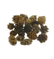 Doğal Kozalak 2-3cm 75gr. (50-55 Adet) (Karışık)