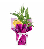 Spathiphyllum Barış Çiçeği
