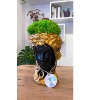 Black Quen Yosun Bonsai Ağacı Moss Garden Dekoratif Hediyelik Mini Biblo