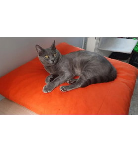 Kedi Köpek Minderi Turuncu