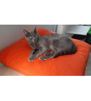 Kedi Köpek Minderi Turuncu