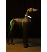 Beyaz Reflektörlü Köpek Tasması, Karanlıkta Parlayan Özel Köpek Tasma - Ürün Rengi:beyaz (Mstzn)