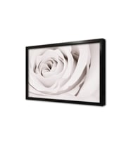 Gülün Saflığı Çerçeveli Cam Tablo