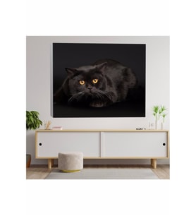 Siyah Evcil Kedi Temalı Kanvas Tablo