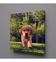 KAHVERENGİ YAVRU KÖPEK KANVAS TABLO 60x60cm (Karışık)