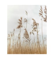 Bohem Tarz Başak ve Kuru Ot Tasarım MDF Tablo - Naturel Bej Tonlar Minimalist Çerçevesiz Duvar Panosu