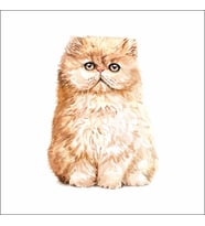 Sevimli Kedi Sticker 5 Duvar Sticker 30x25 CM