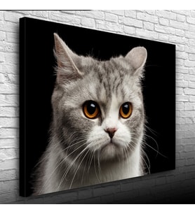 Şirin Gri Kedi Kanvas Tablo 50 x 70