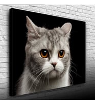 Şirin Gri Kedi Kanvas Tablo 50 x 70