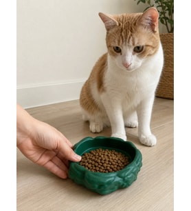 Eko Form Model Beton Kedi Köpek Mama ve Su Kabı (16cm*16cm*5.5cm) - Yeşil