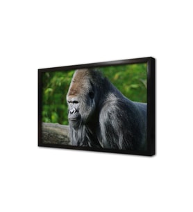 Orangutan Çerçeveli Mdf Tablo