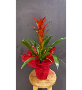 Kırmızı Buketli Polimer Saksıda Guzmania