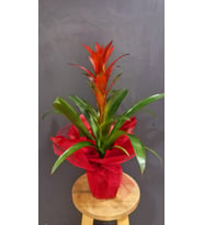 Kırmızı Buketli Polimer Saksıda Guzmania