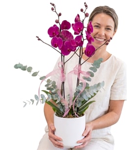 Beyaz Seramik Saksıda Çift Dal Mor Phalaenopsis Orkide ve Okaliptuslar