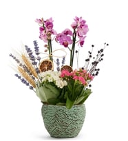 Mini Mor Orkide ve Kalanchoe