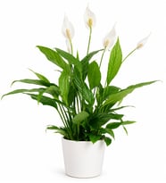 Barış Çiçeği - Spathiphyllum
