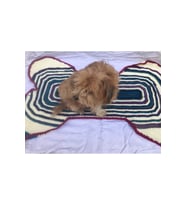 Sağlıklı ve Şık Köpek Ürünü, Konforlu Günler İçin Tasarlandı