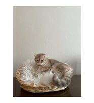 Konforlu ve şık Kedi Köpek Sepeti, Rahat Uyku Alanı