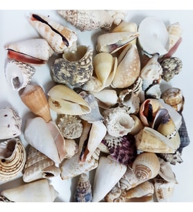 Mixed Shells Büyük Kiloluk Deniz Kabuğu (1 KG)