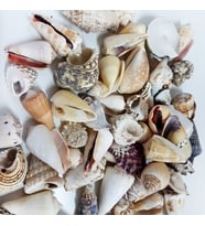 Mixed Shells Büyük Kiloluk Deniz Kabuğu (1 KG)
