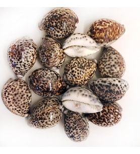 Tiger Cowrie Kiloluk Deniz Kabuğu (1 KG)