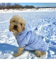 Baby Blue Comfy Köpek Montu, Köpek Ceketi, Köpek Dış Giyim