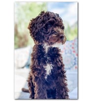 Cakatablo Siyah Beyaz Kıvırcık Tüylü Terrier MDF Tablo