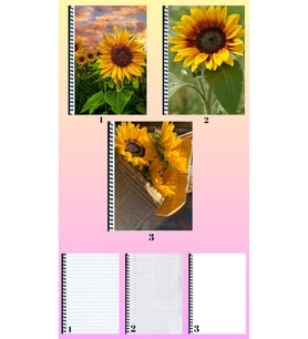 Ayçiçeği 3 adet defter A4 büyük boy çizgili_kareli_çizgisiz