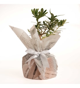 BUKET KAGIDINDA ZEYTİN AGACI
