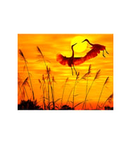 Günbatımı ve Romantik Kuşlar Sticker(Çerçeveli) 40x50 Sayılarla Boyama Hobi Seti