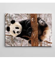 Sevimli Panda Kanvas Tablo
