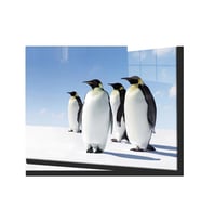 Penguen Hayvan Cam Tablo 4mm Dayanıklı Temperli Cam