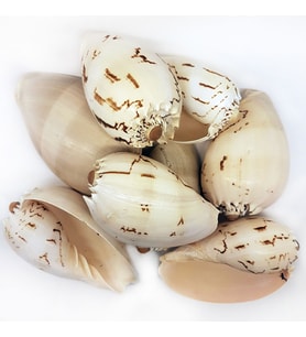 Tahtakale Toptancı Melo Diadema Kiloluk Deniz Kabuğu (1 KG)