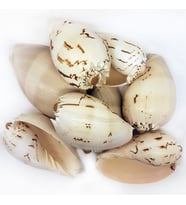 Tahtakale Toptancı Melo Diadema Kiloluk Deniz Kabuğu (1 KG)
