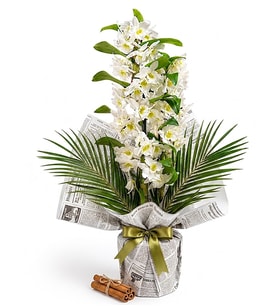 Gazete Buketli Dendrobium Aranjmanı