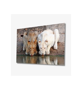 Miyrem Glasses Collection -A1^#  Aslan Hayvan Cam Tablo (Çok Renkli)