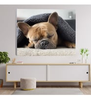 Bulldog Köpek Temalı Dekoratif Kanvas Tablo