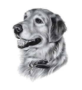 Grglia Kişiye özel %100 el yapımı evcil hayvan karakalem portre tablo - kara kalem çizimi - kedi köpek çerçeveli el işçiliği kara kalem tablo