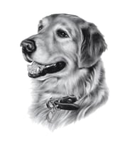 Grglia Kişiye özel %100 el yapımı evcil hayvan karakalem portre tablo - kara kalem çizimi - kedi köpek çerçeveli el işçiliği kara kalem tablo