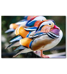 Cakatablo  Mandarin Ördekleri MDF Tablo